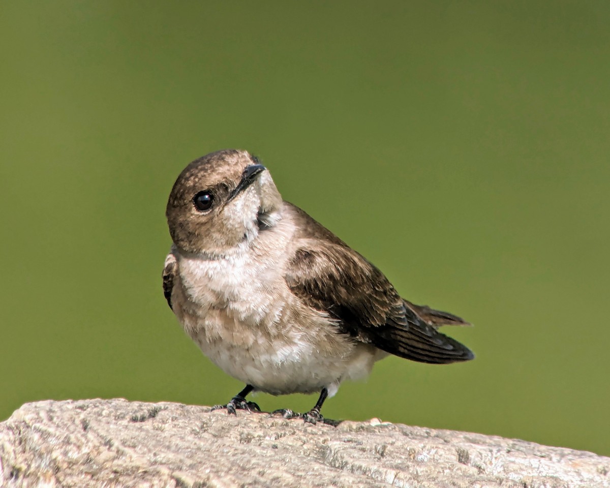 Northern Rough-winged Swallow - ML618038322