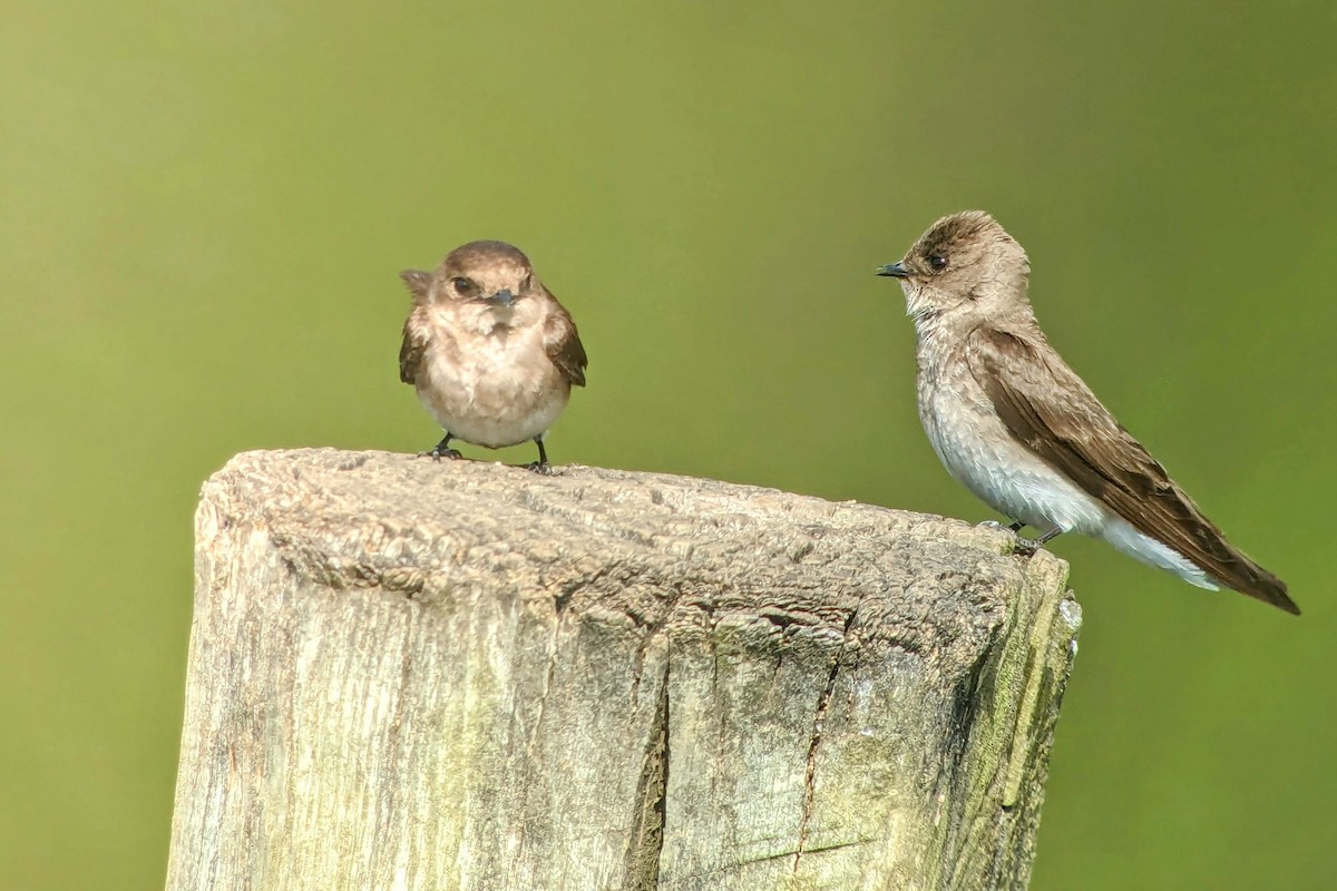 Northern Rough-winged Swallow - ML618038323