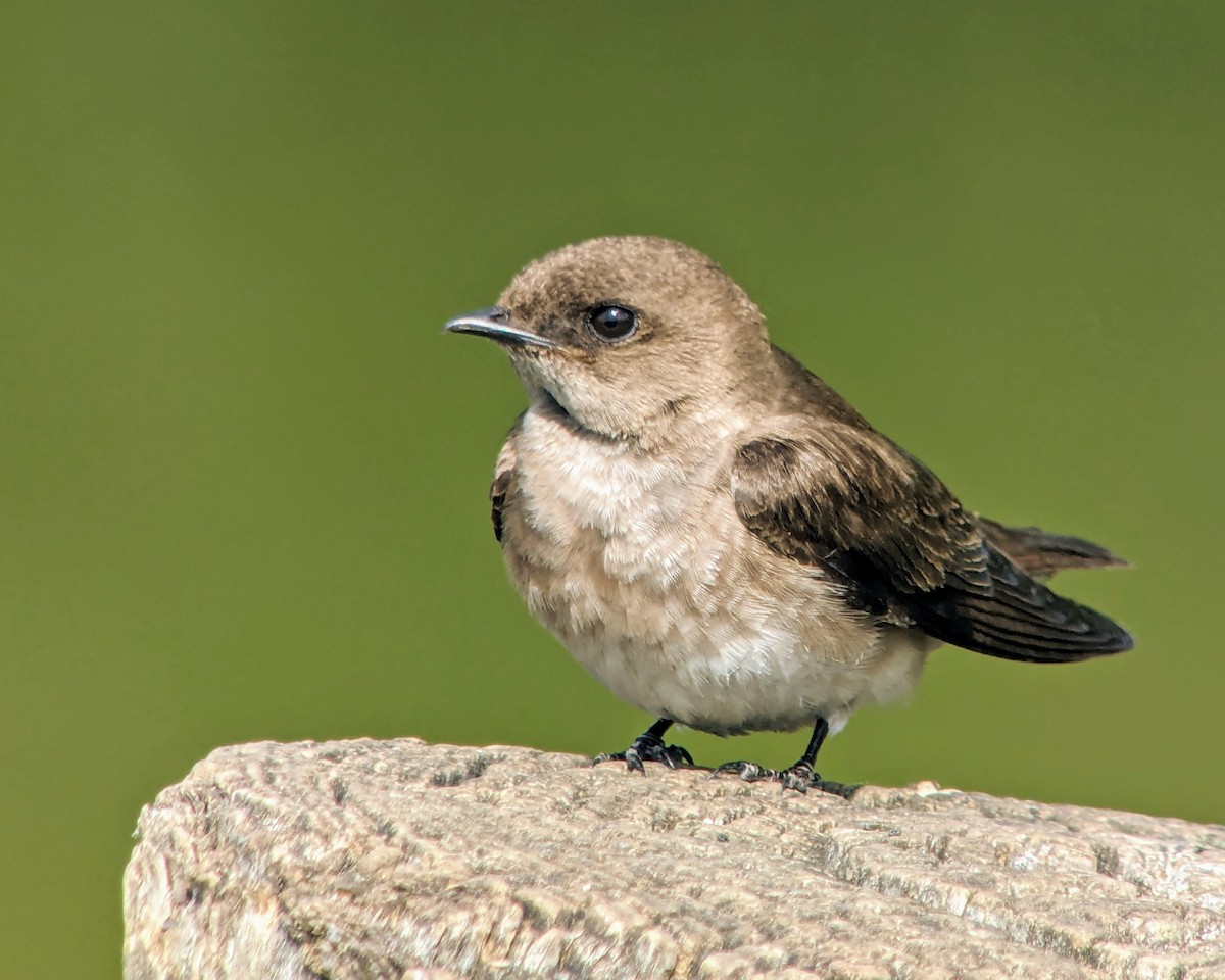 Northern Rough-winged Swallow - ML618038324