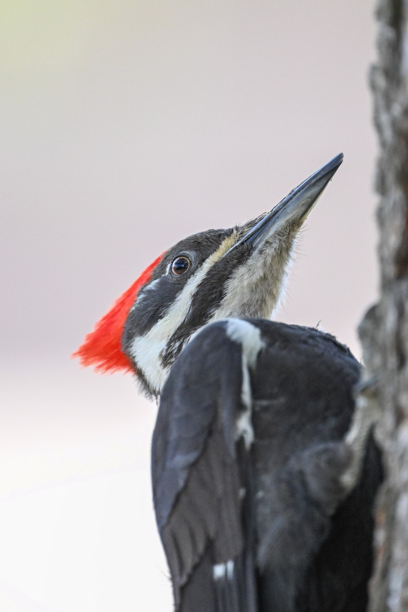 Pileated Woodpecker - ML618038326