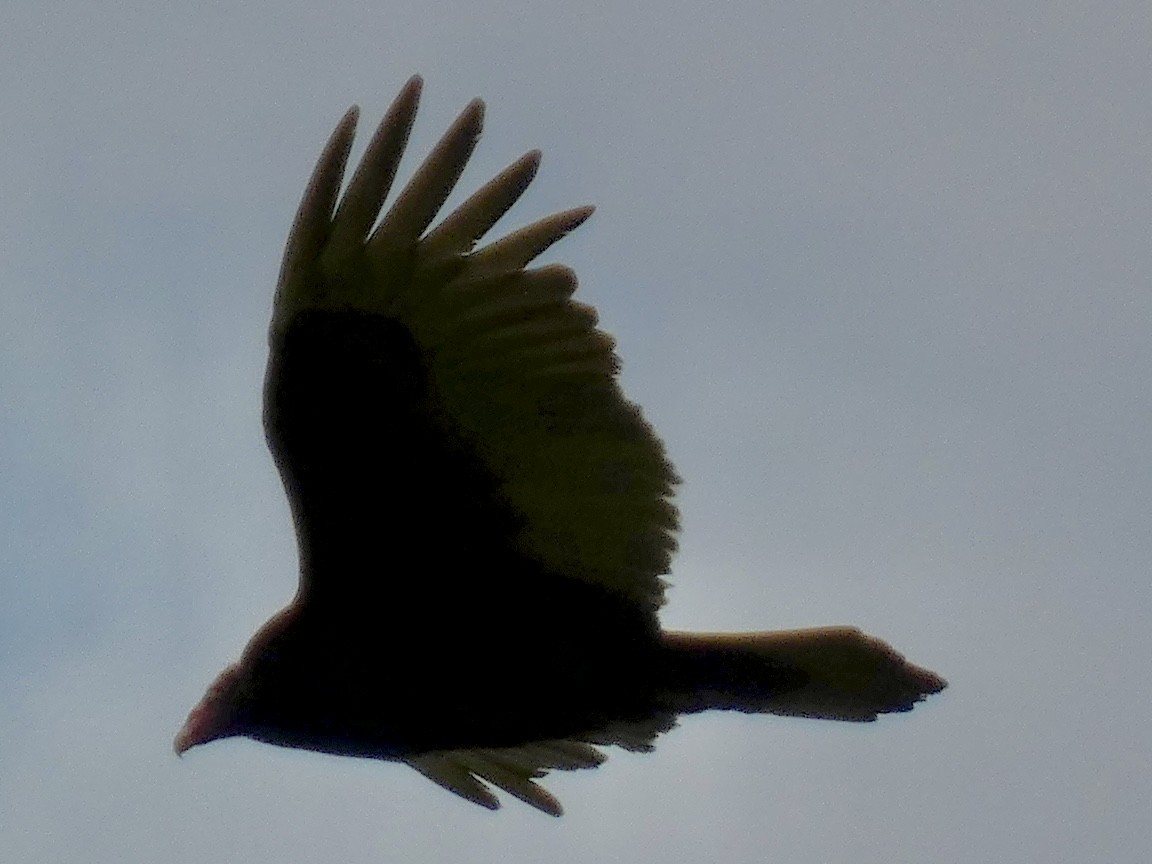 Turkey Vulture - ML618038328