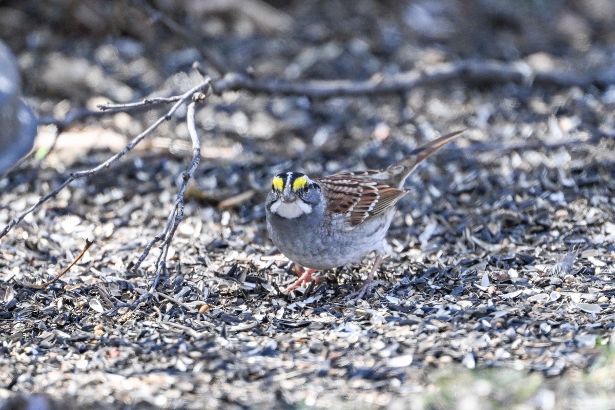White-throated Sparrow - ML618038358