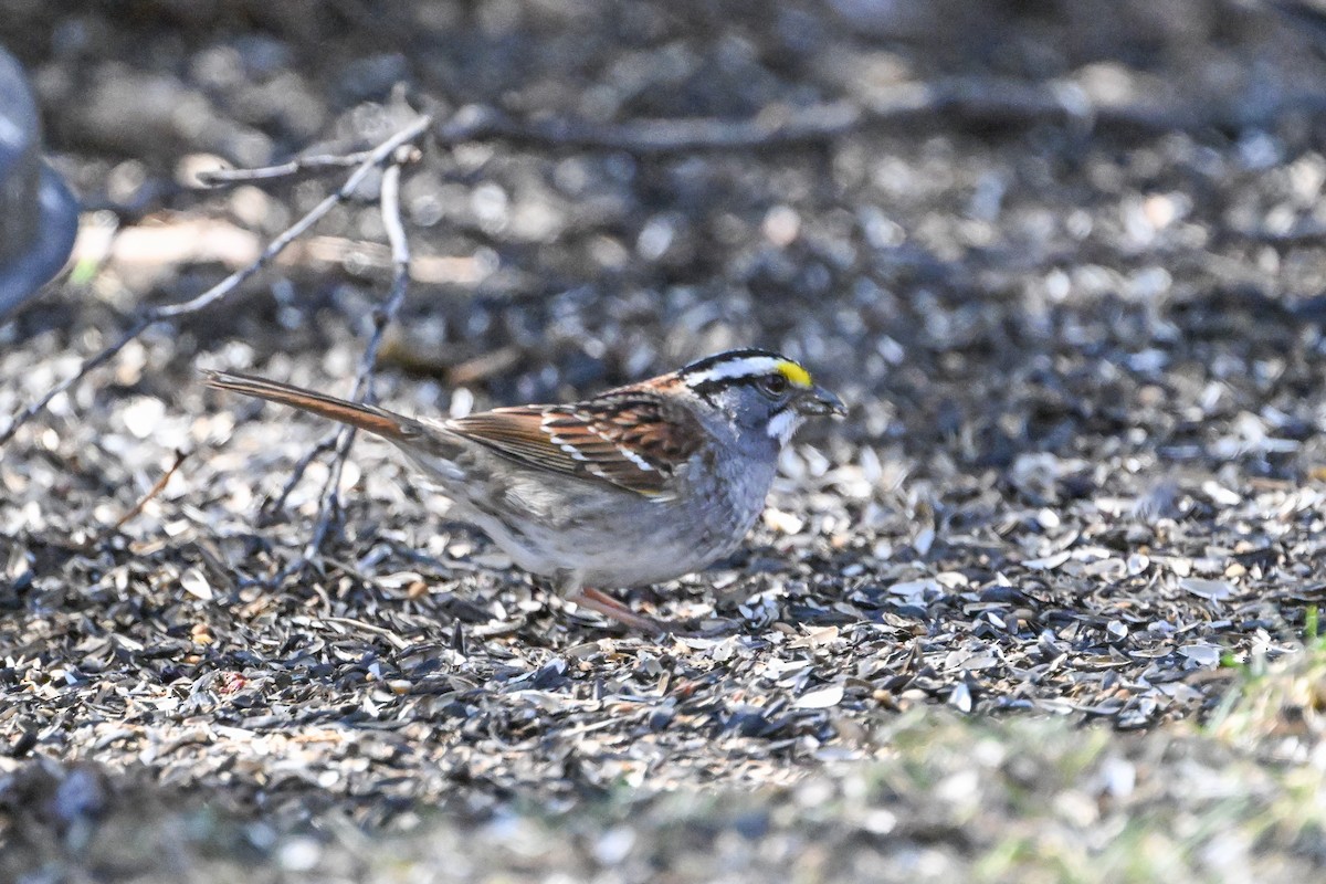 White-throated Sparrow - Serg Tremblay