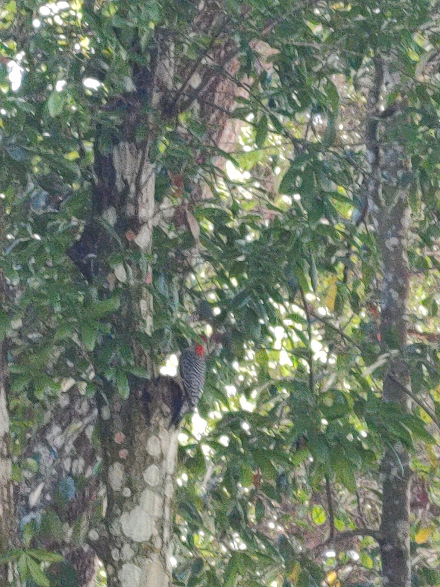 Red-bellied Woodpecker - Hannamae Cottrell