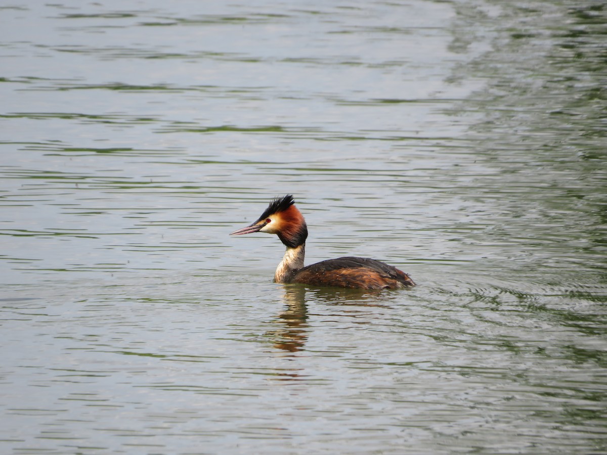 Great Crested Grebe - ML618038386