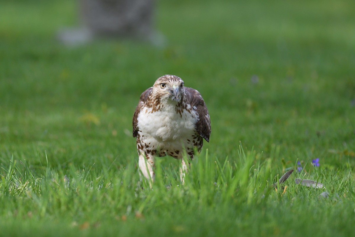 Red-tailed Hawk - ML618038389