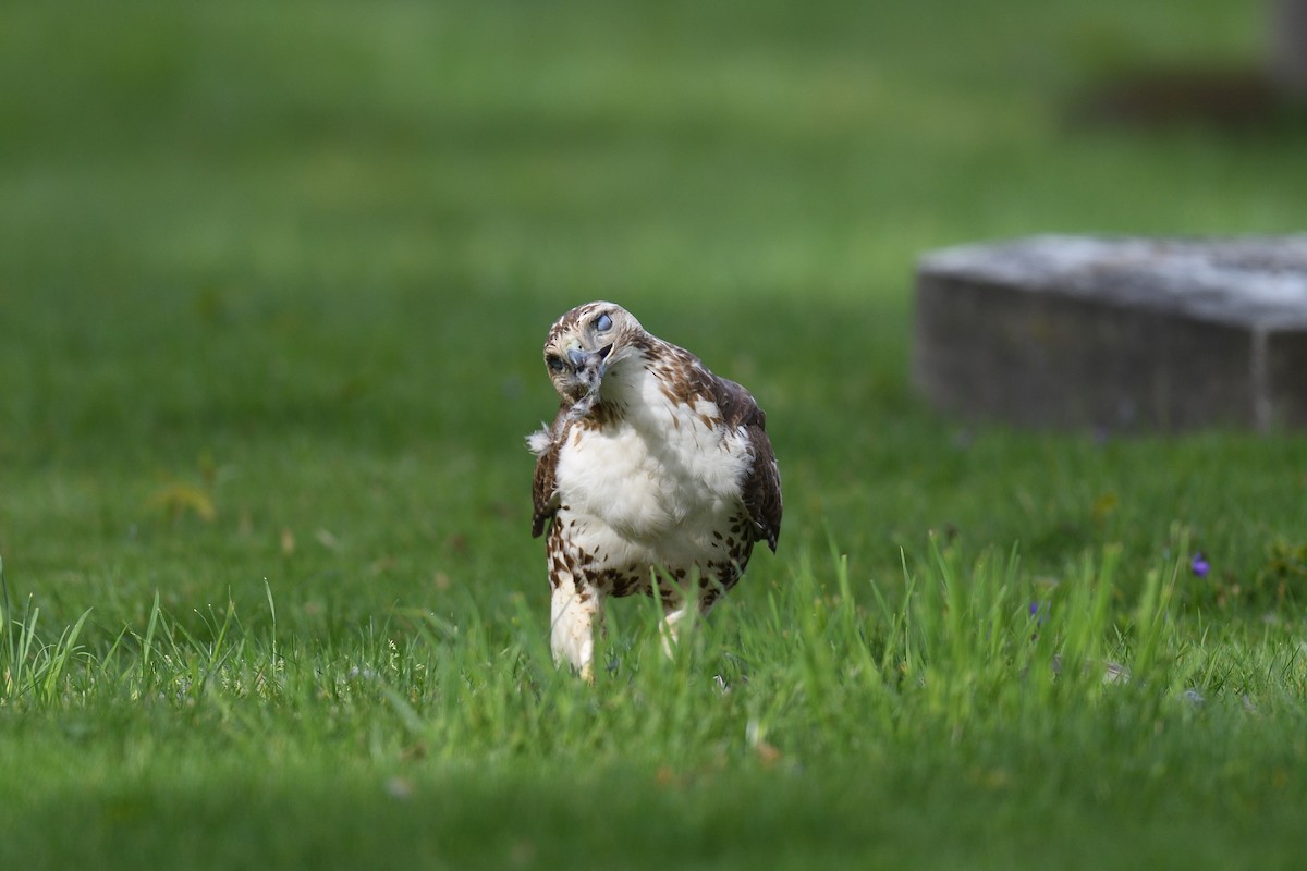 Red-tailed Hawk - terence zahner