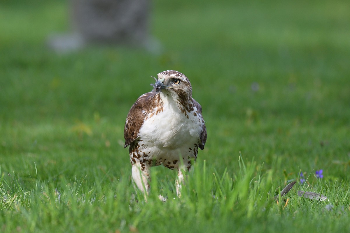 Red-tailed Hawk - terence zahner