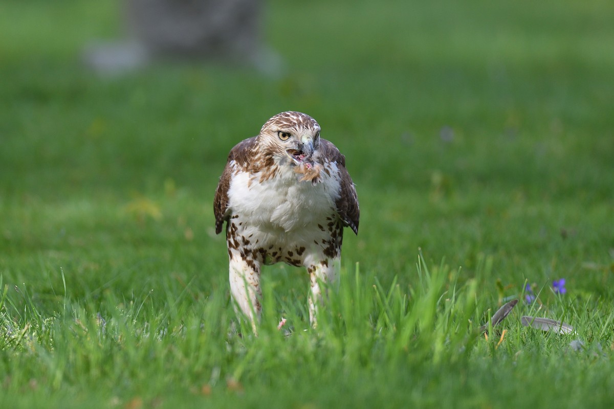 Red-tailed Hawk - ML618038392