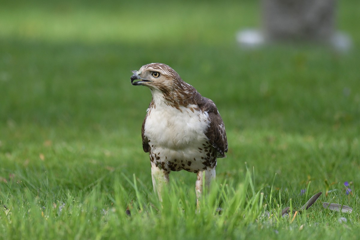 Red-tailed Hawk - ML618038393