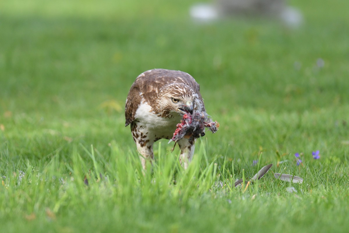 Red-tailed Hawk - ML618038394