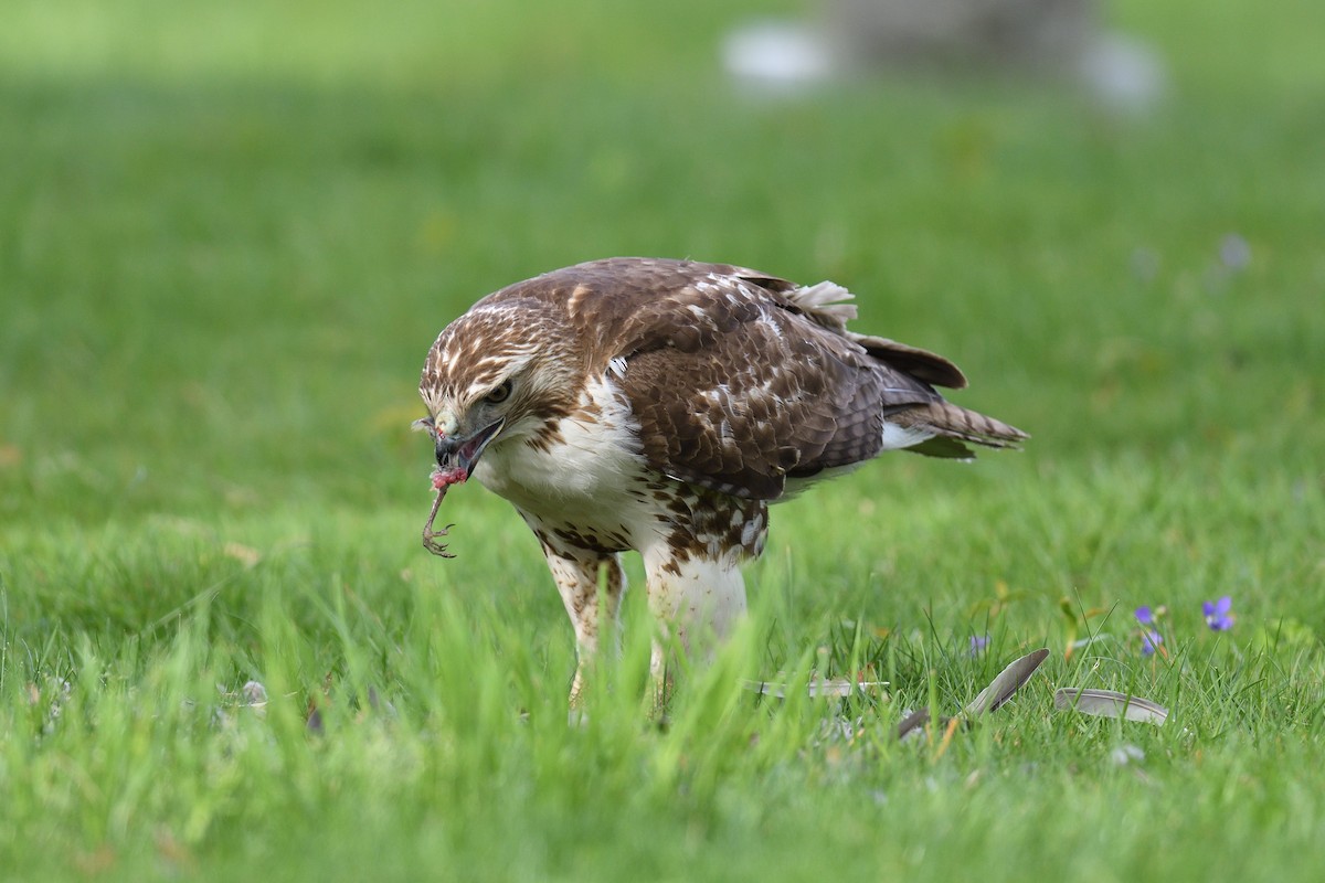 Red-tailed Hawk - ML618038395