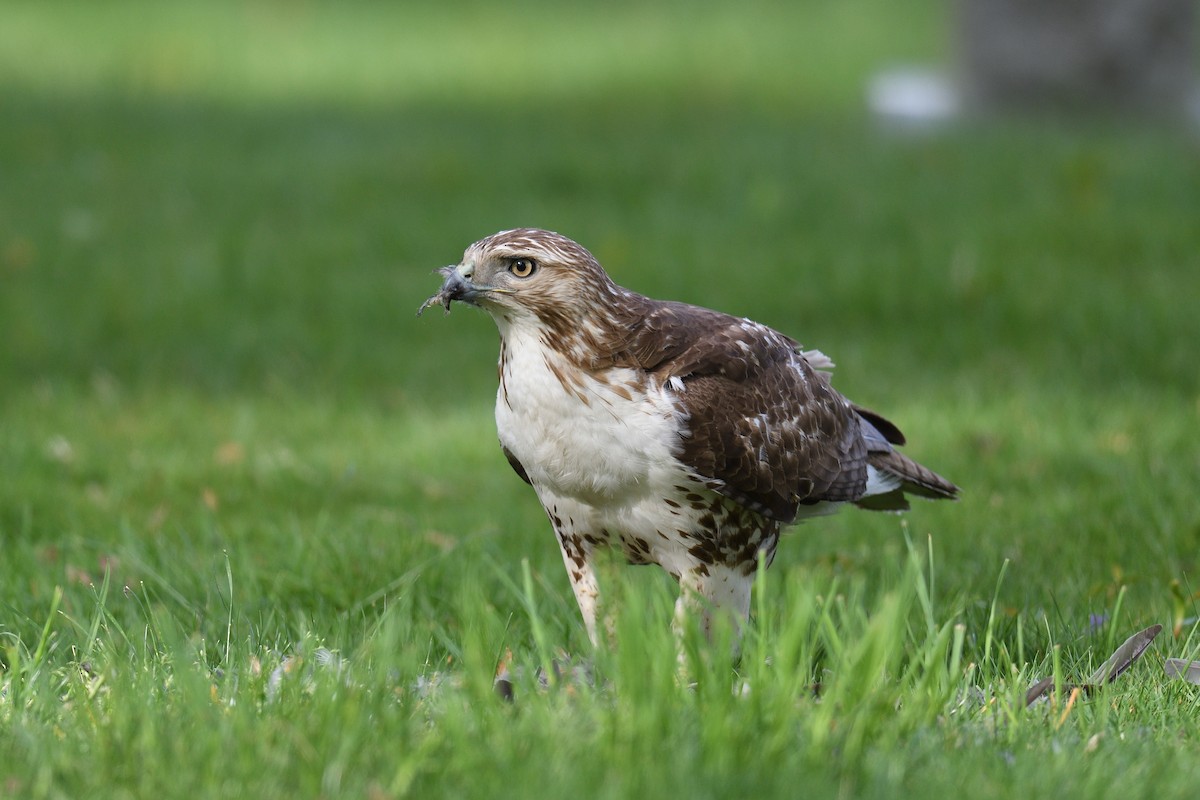 Red-tailed Hawk - ML618038396