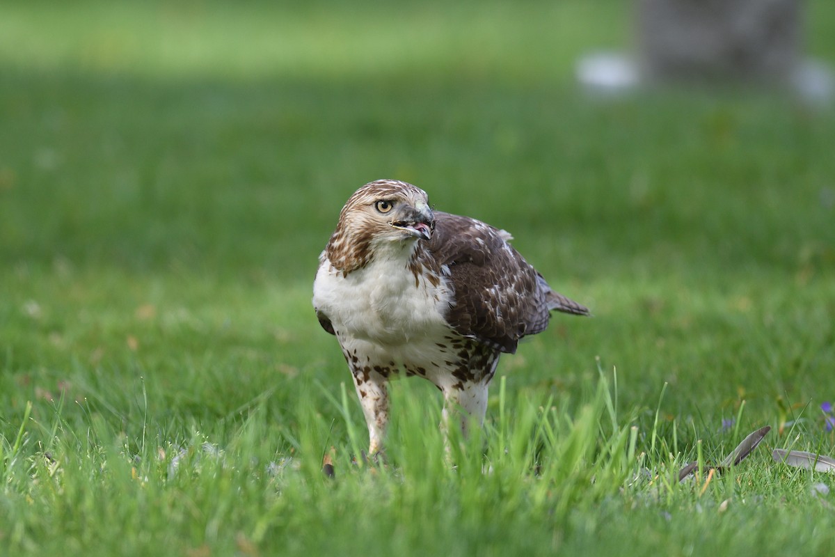 Red-tailed Hawk - ML618038398