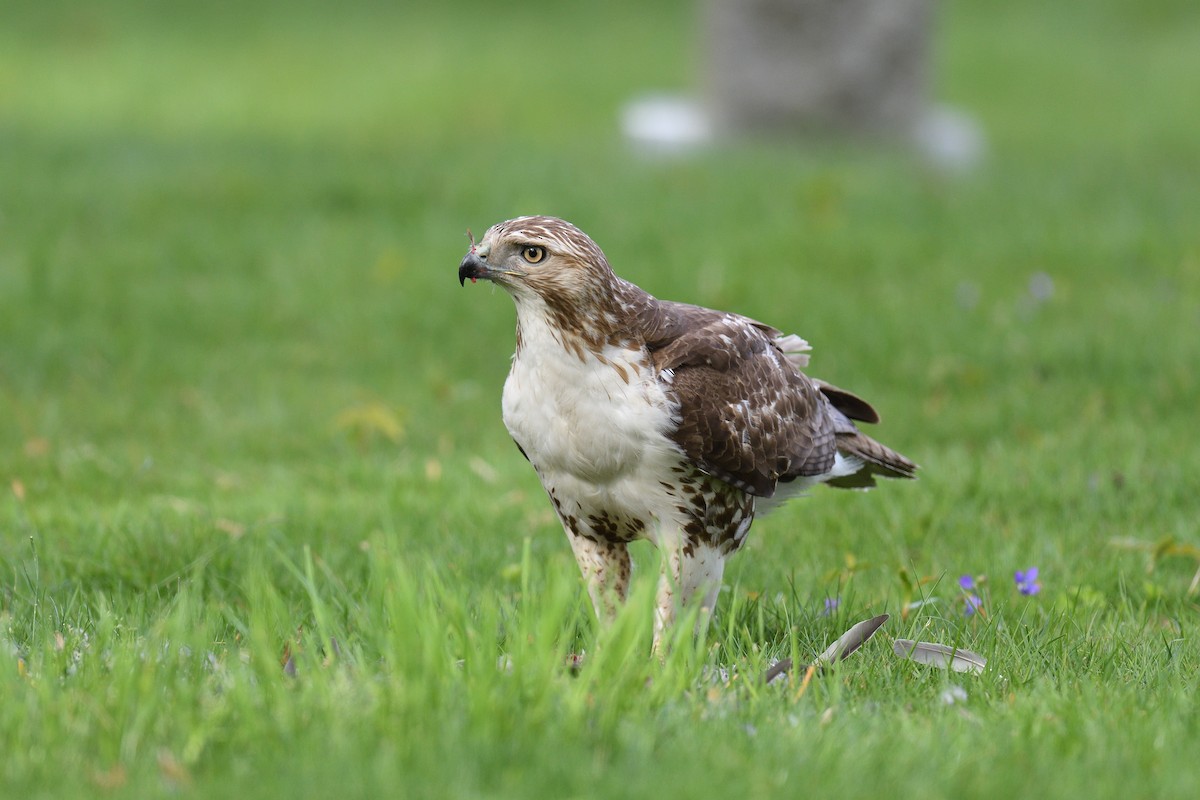 Red-tailed Hawk - ML618038402