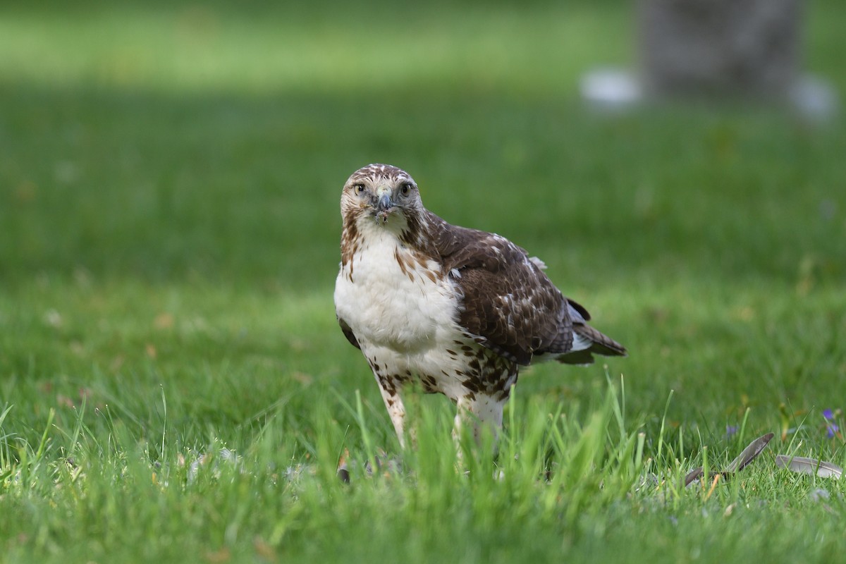 Red-tailed Hawk - ML618038403