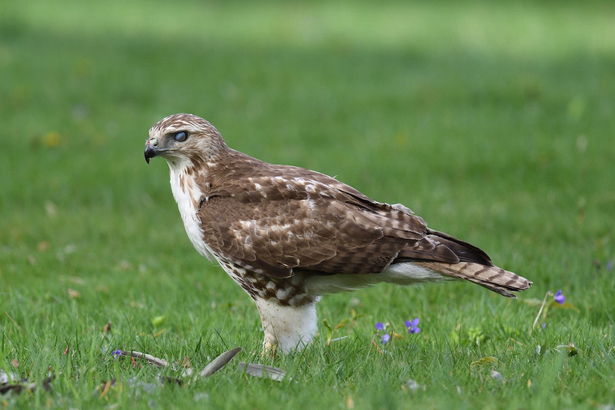 Red-tailed Hawk - ML618038404