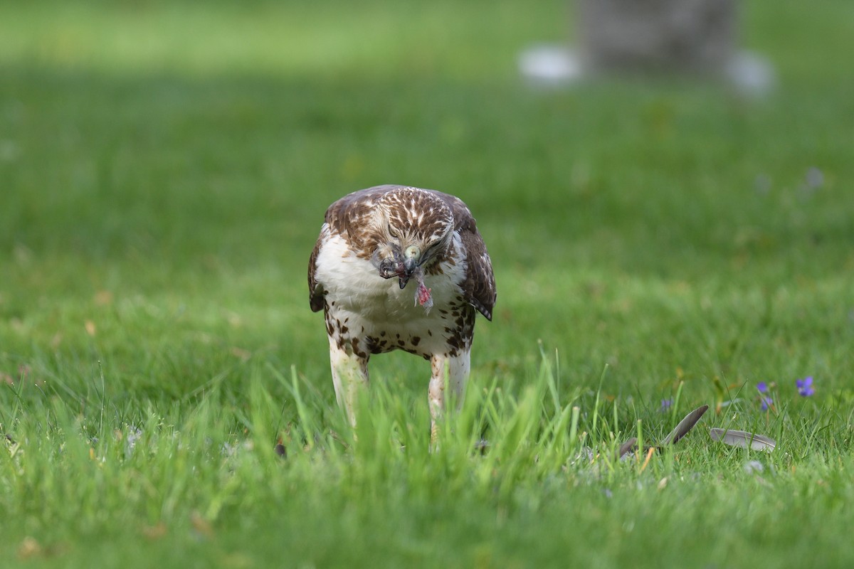 Red-tailed Hawk - ML618038405