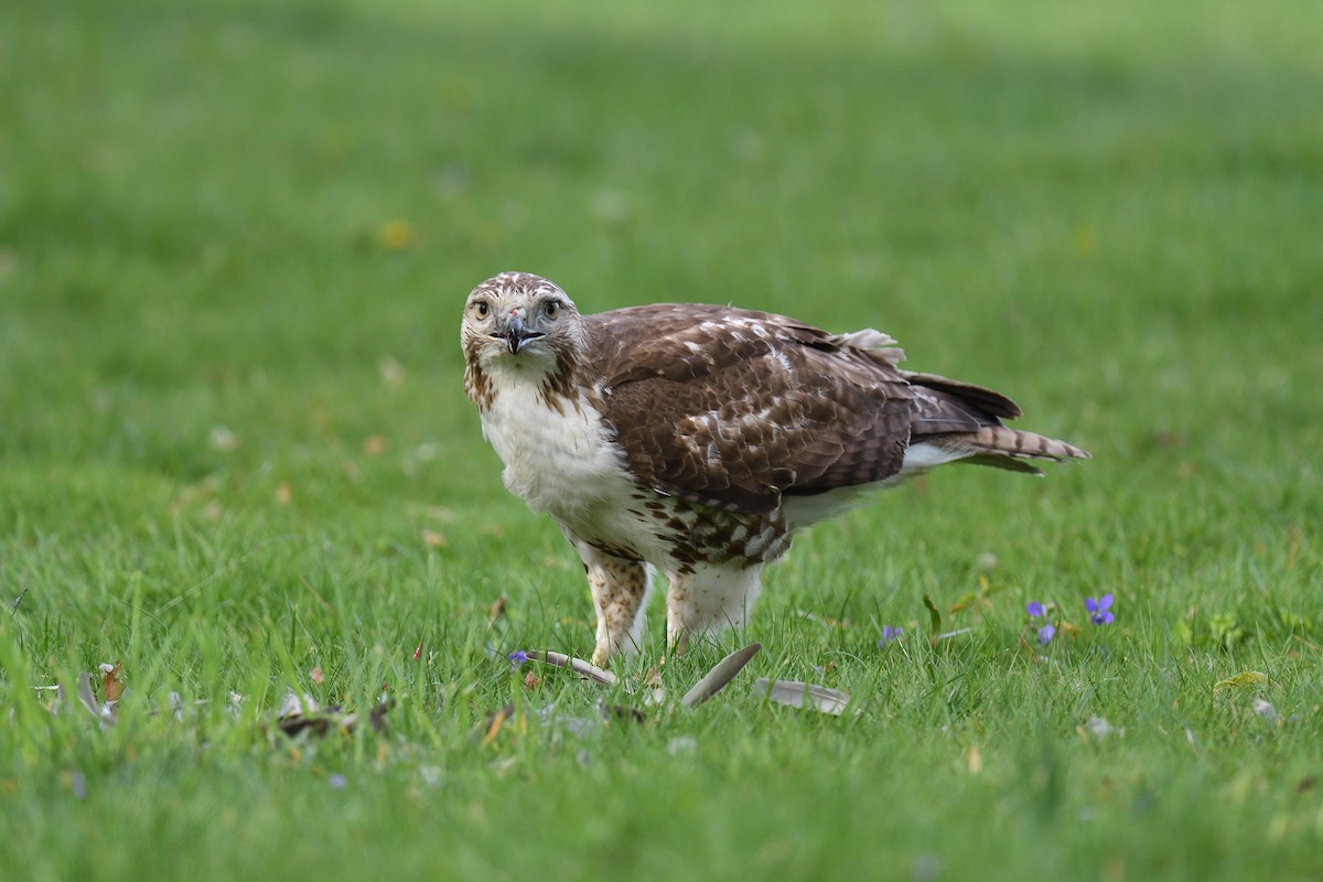 Red-tailed Hawk - ML618038406