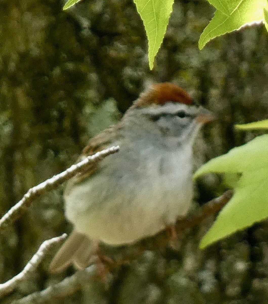 Chipping Sparrow - ML618038431