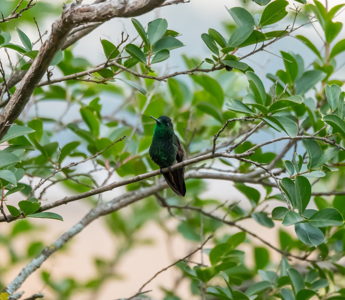 Berylline Hummingbird - ML618038471