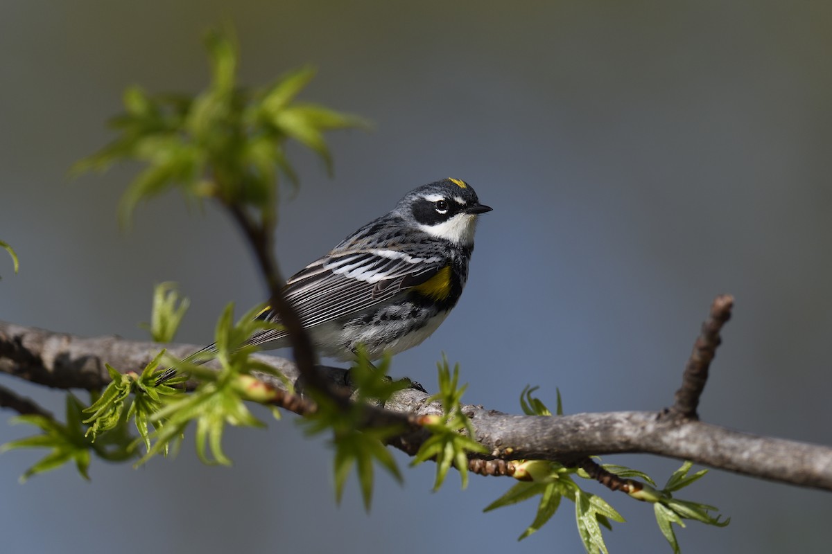 Yellow-rumped Warbler (Myrtle) - terence zahner