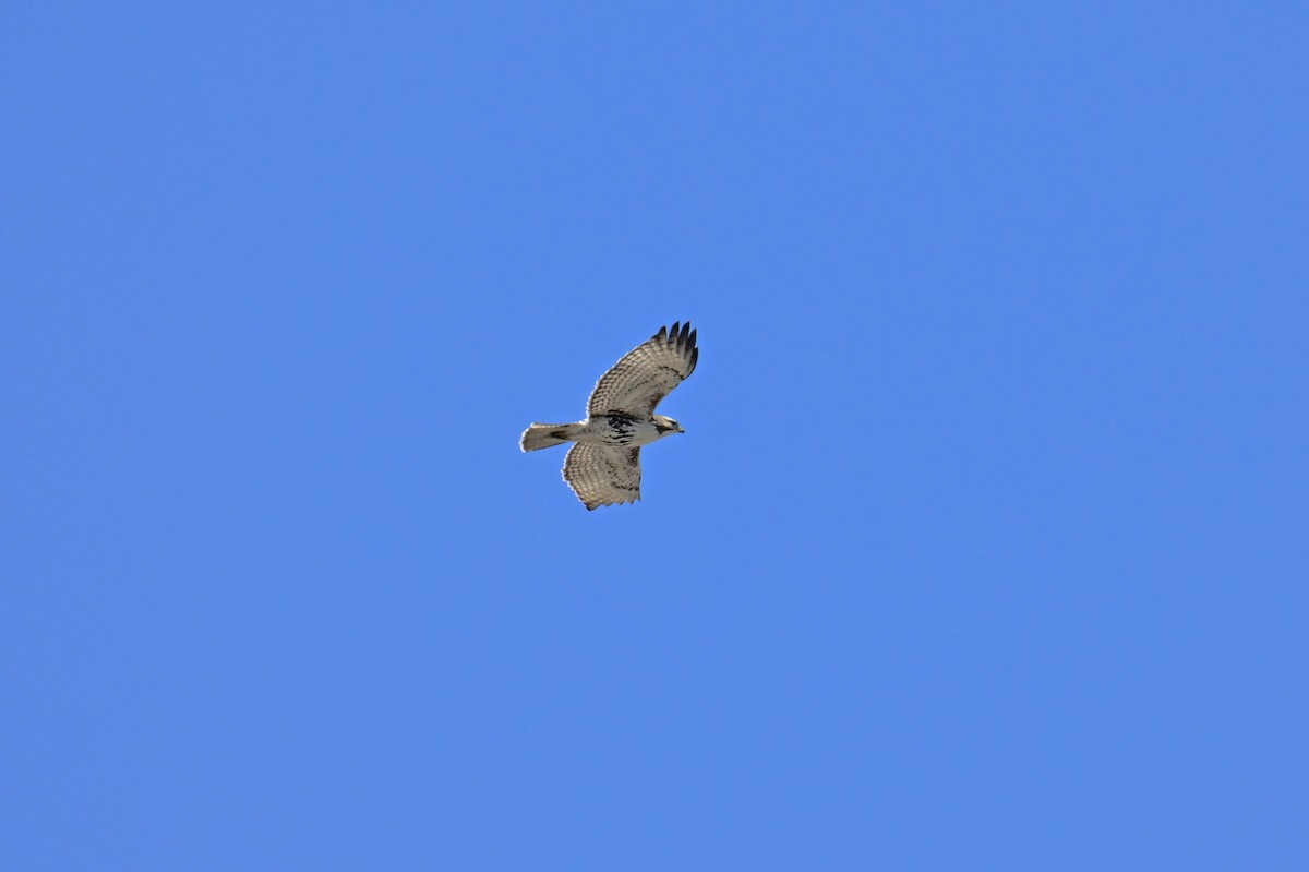Red-tailed Hawk - ML618038480