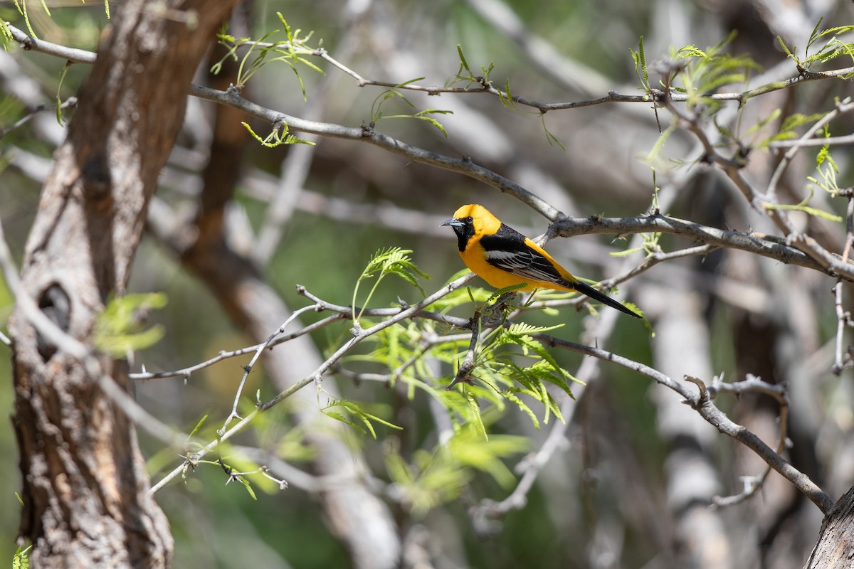 Hooded Oriole (nelsoni Group) - ML618038494