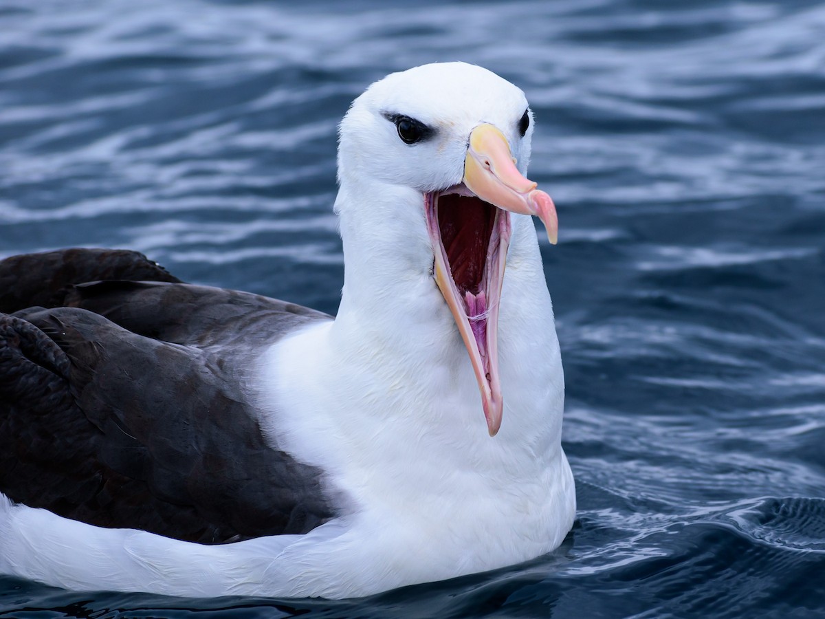 Black-browed Albatross - Gianinna Oyarzún Delgado