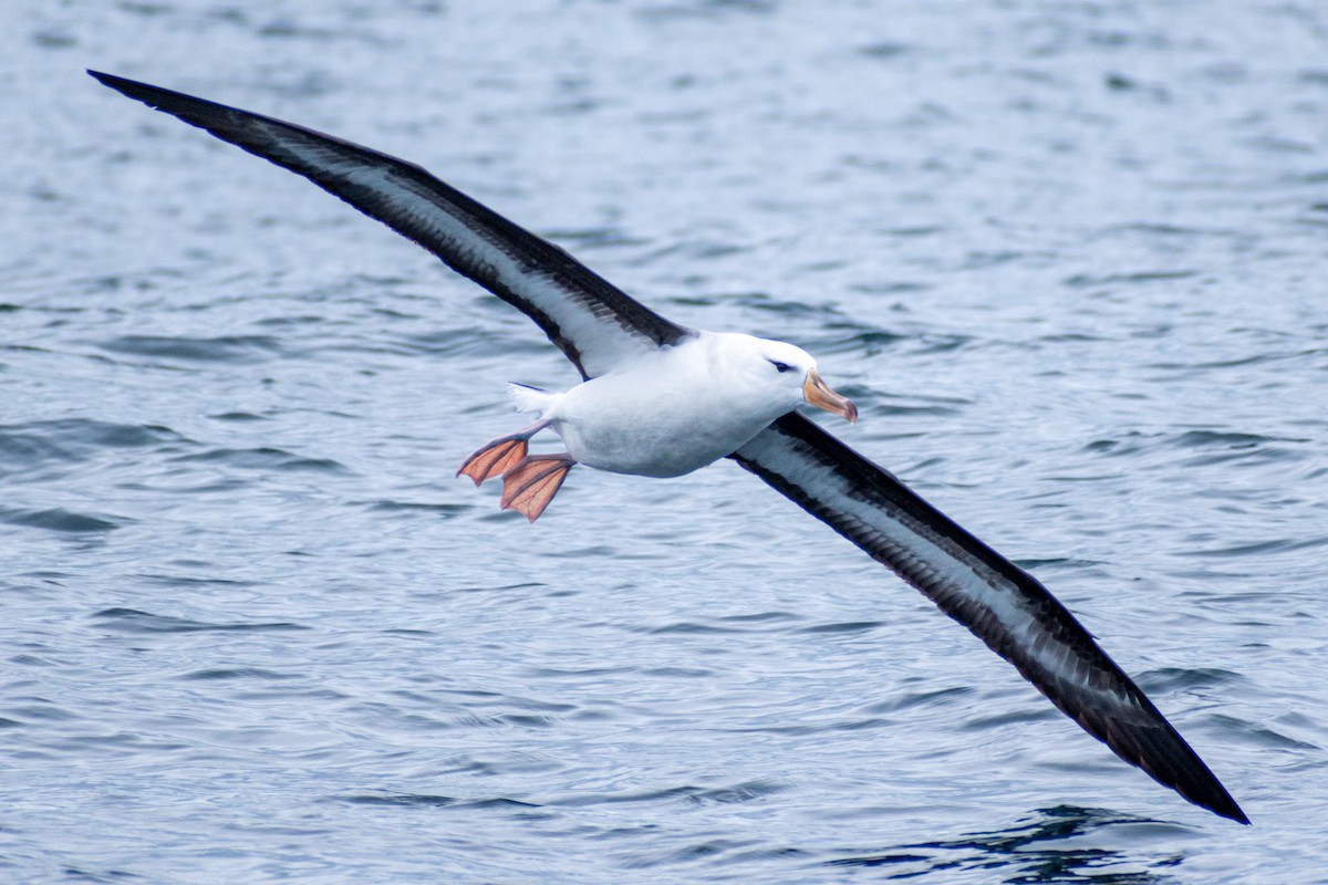 Black-browed Albatross - ML618038519