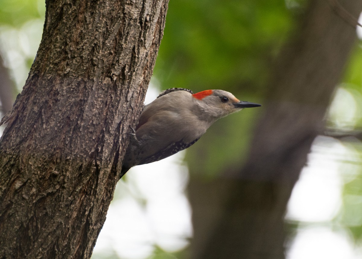 Red-bellied Woodpecker - Daniel Liebman