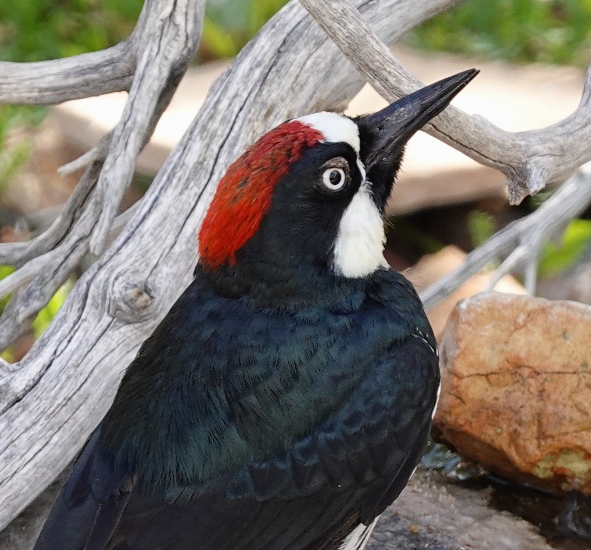 Acorn Woodpecker - David Berryman