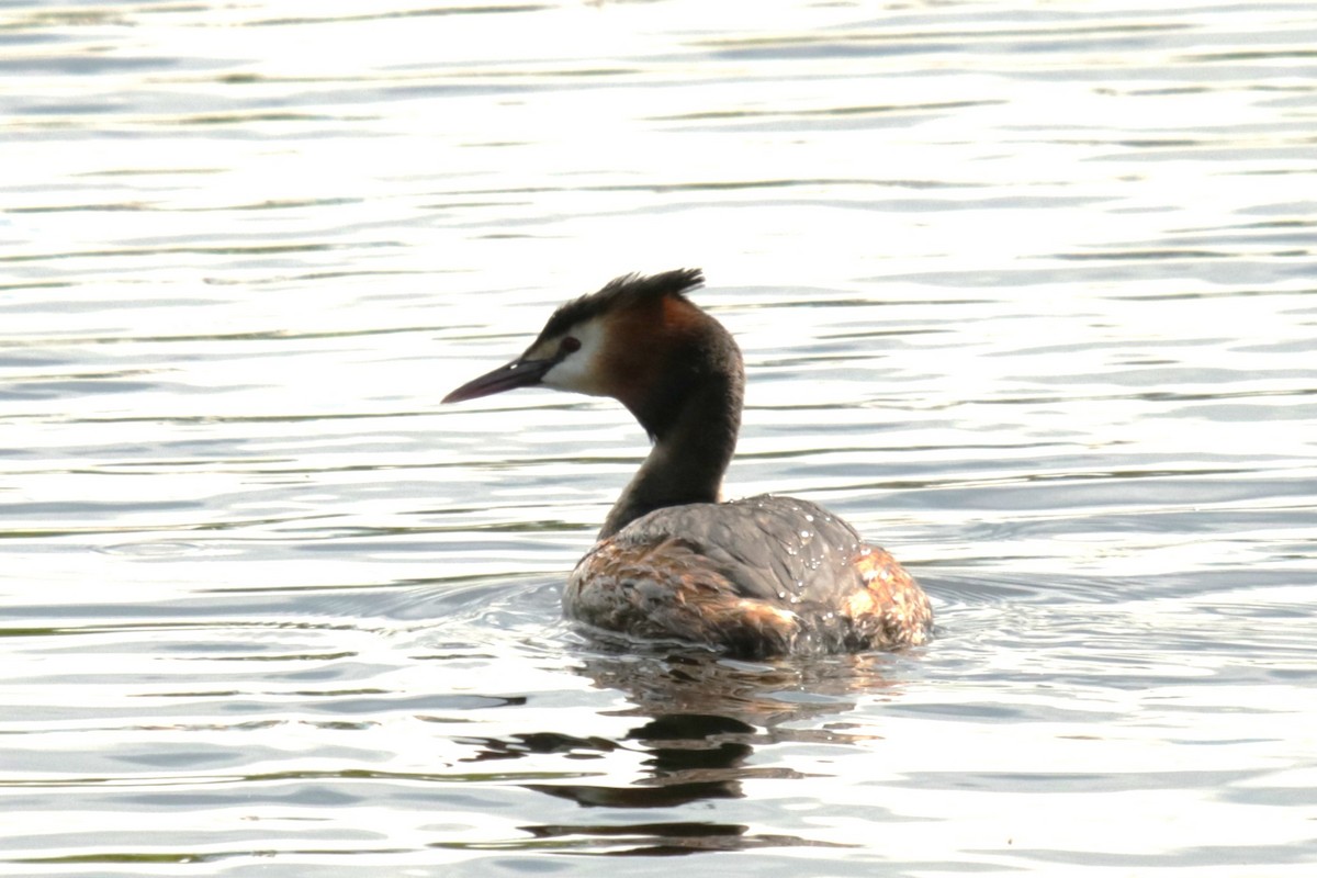 Great Crested Grebe - ML618038552