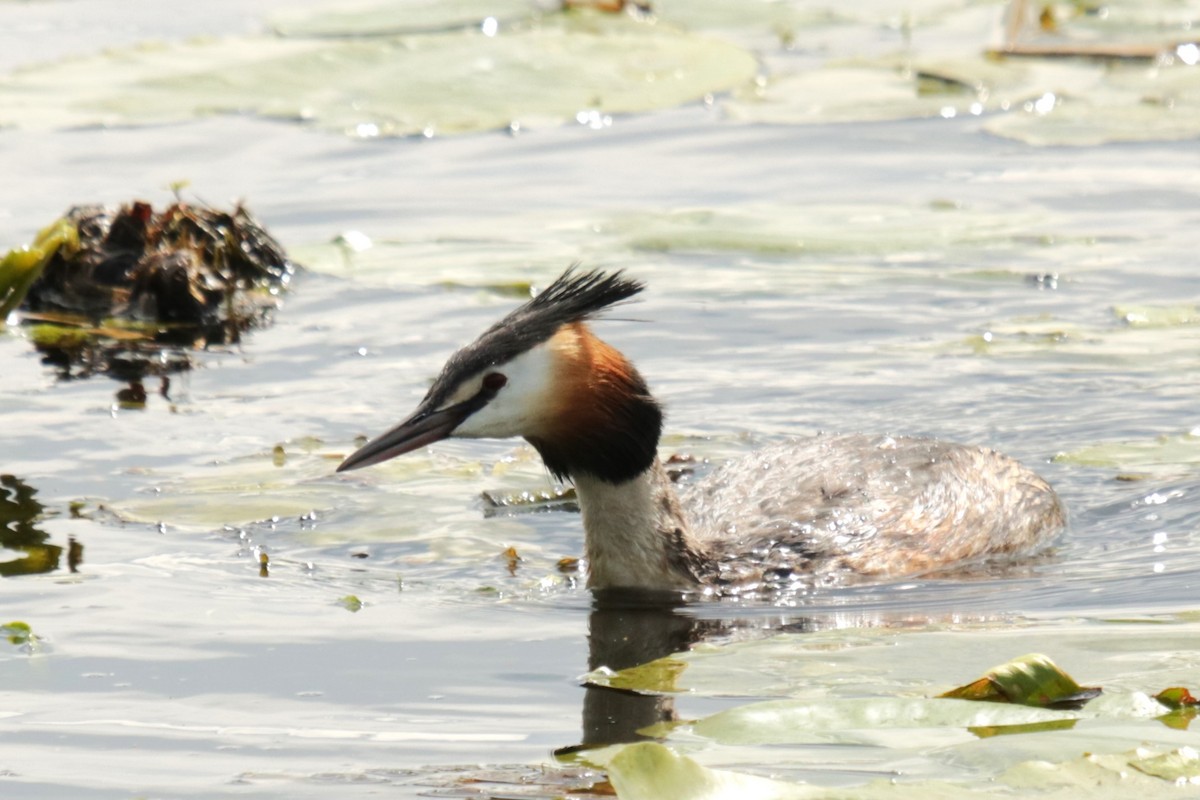 Great Crested Grebe - ML618038553