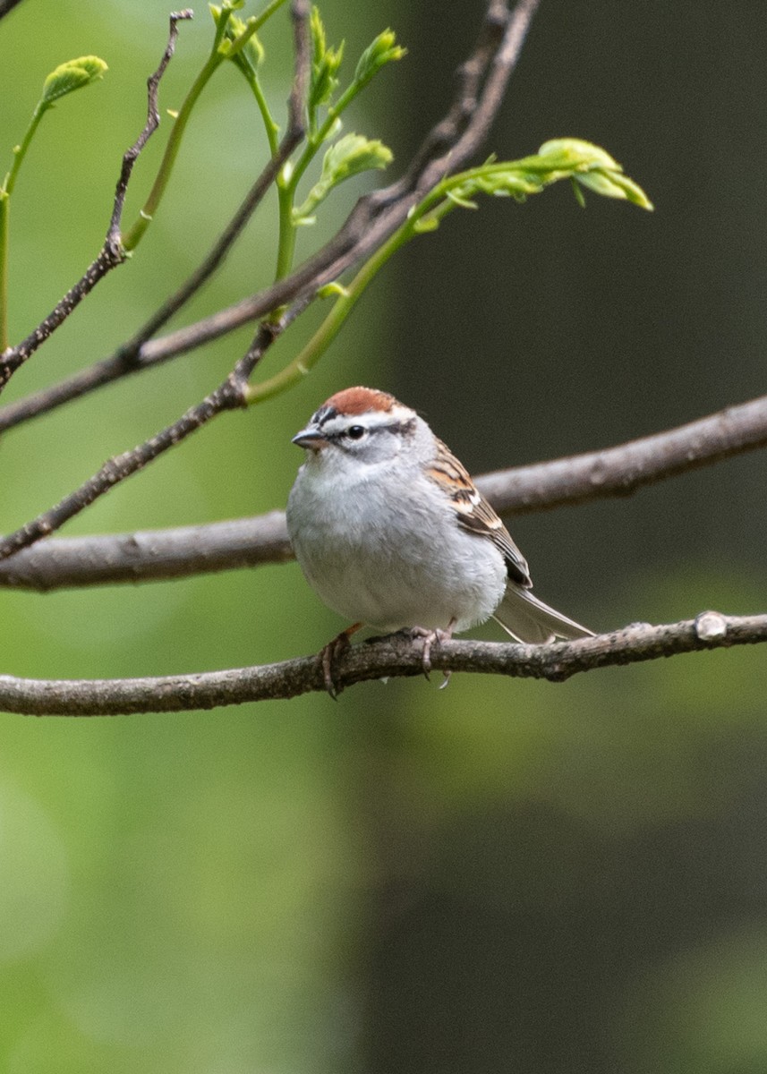 Chipping Sparrow - ML618038554