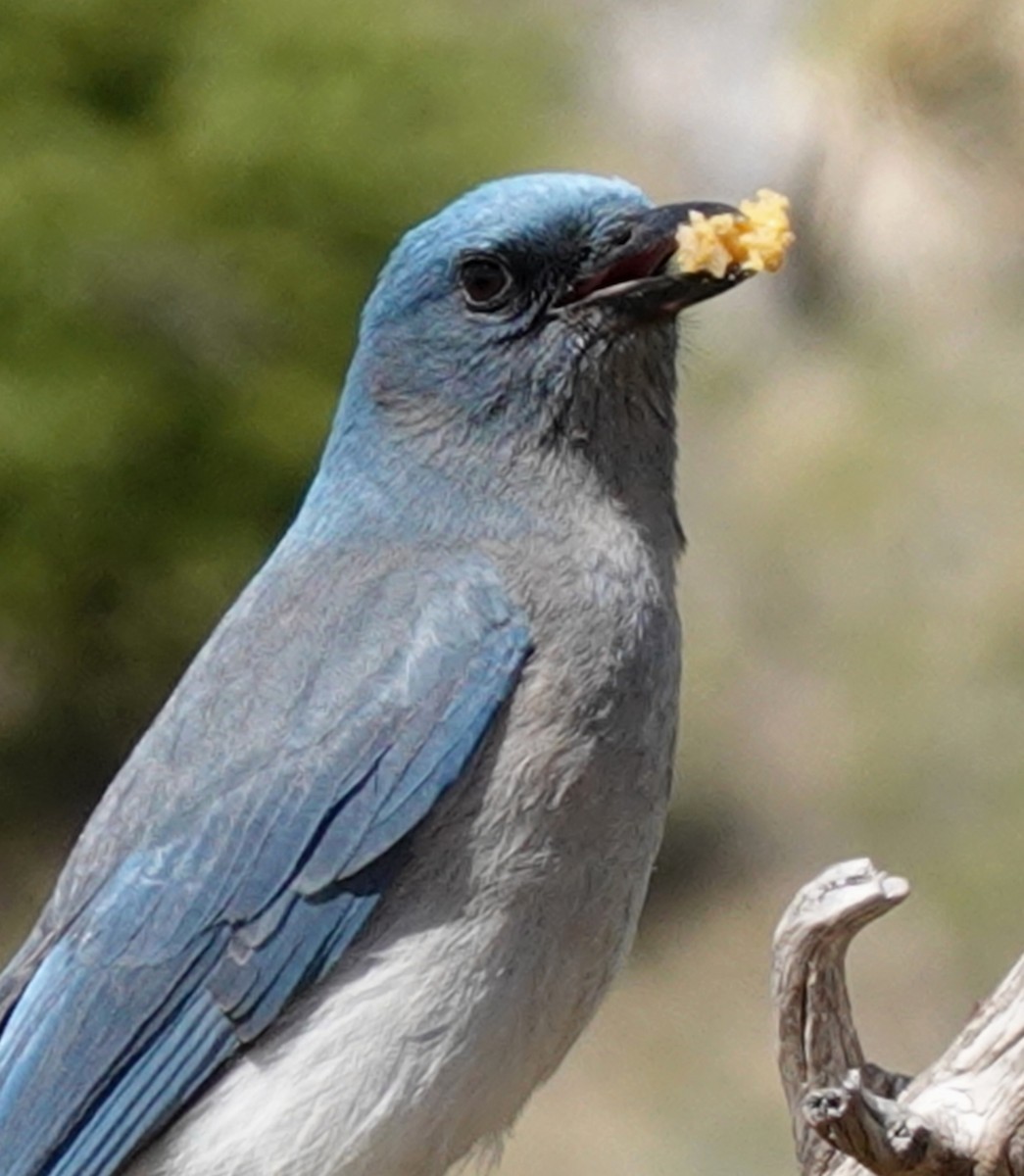 Mexican Jay - ML618038568