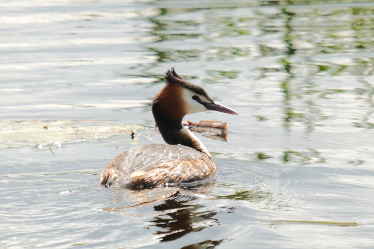 Great Crested Grebe - ML618038580
