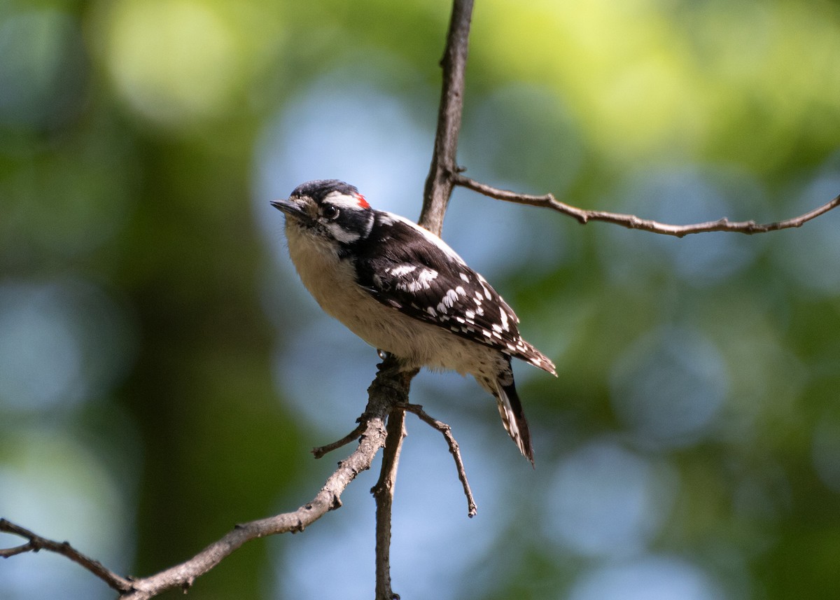 Downy Woodpecker (Eastern) - Daniel Liebman
