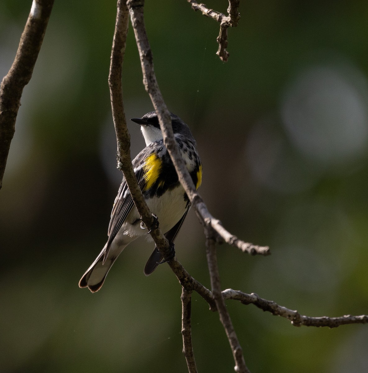Yellow-rumped Warbler - mark thomas