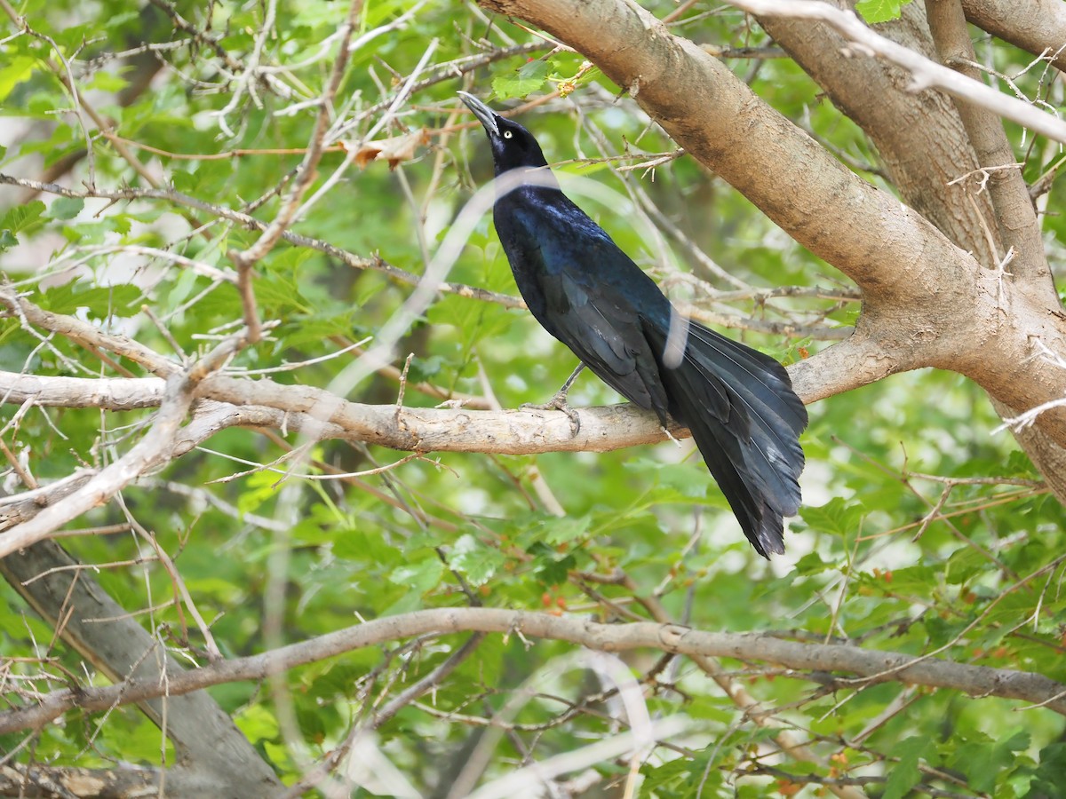 Great-tailed Grackle - Matthew Walter