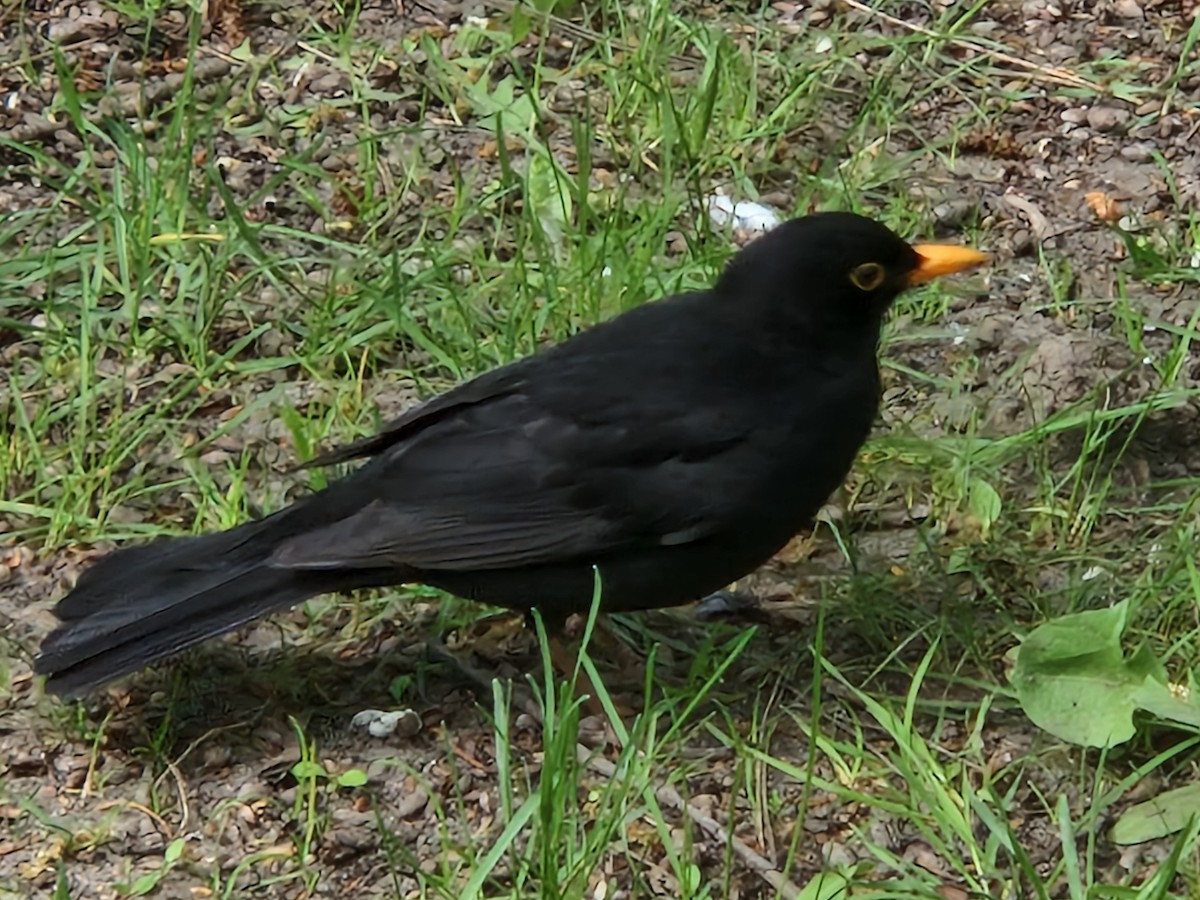 Eurasian Blackbird - ML618038620