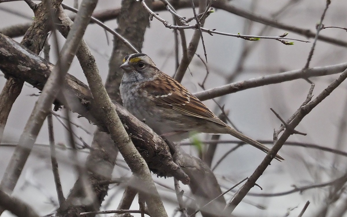 White-throated Sparrow - ML618038622