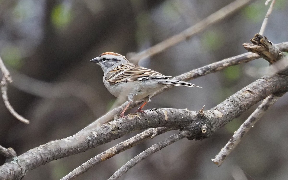 Chipping Sparrow - ML618038630