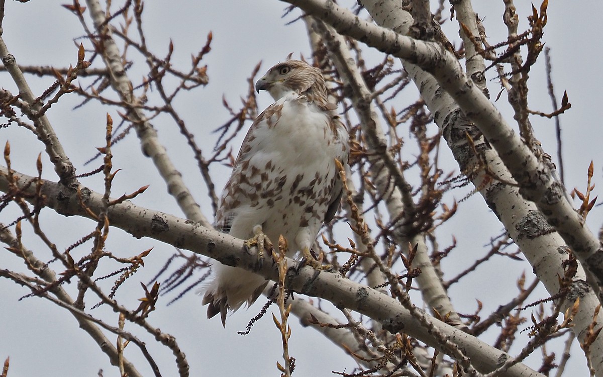 Red-tailed Hawk - ML618038669