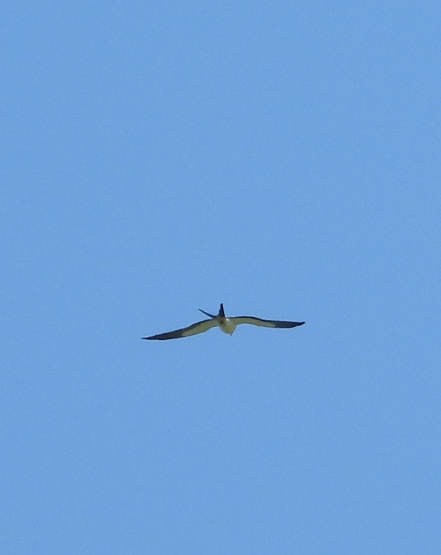 Swallow-tailed Kite - Chris Brantley