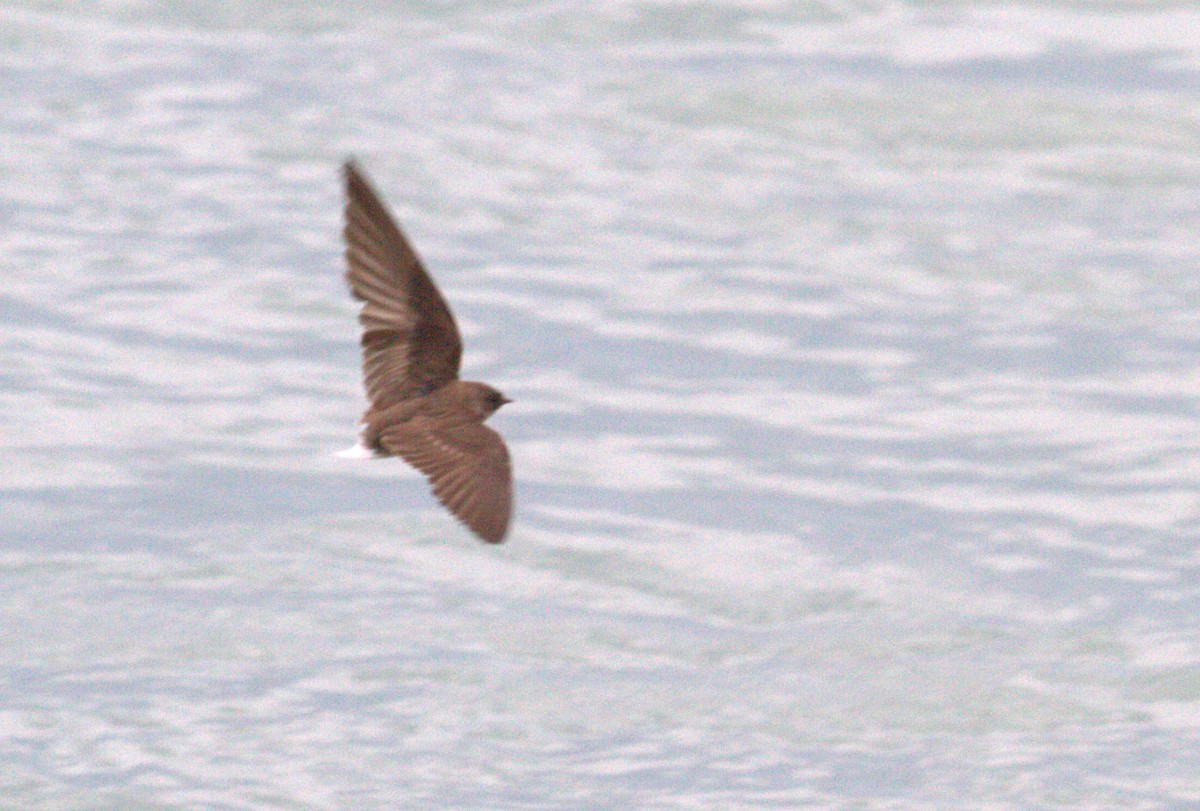 Northern Rough-winged Swallow - J B