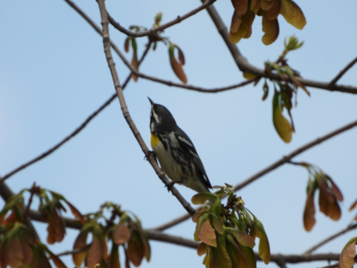 Yellow-throated Warbler - ML618038771
