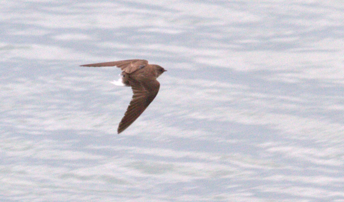 Northern Rough-winged Swallow - ML618038783