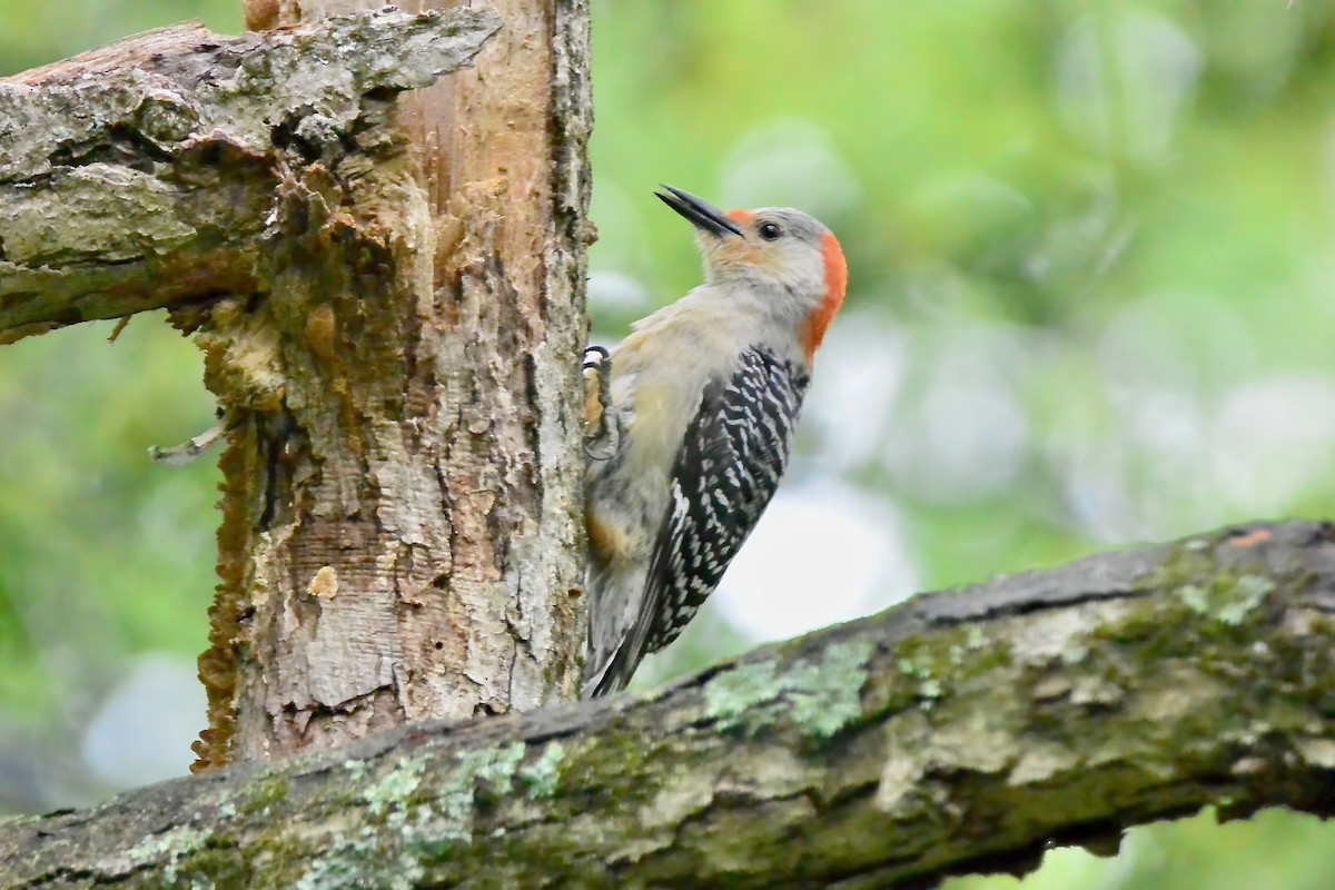 Red-bellied Woodpecker - ML618038788