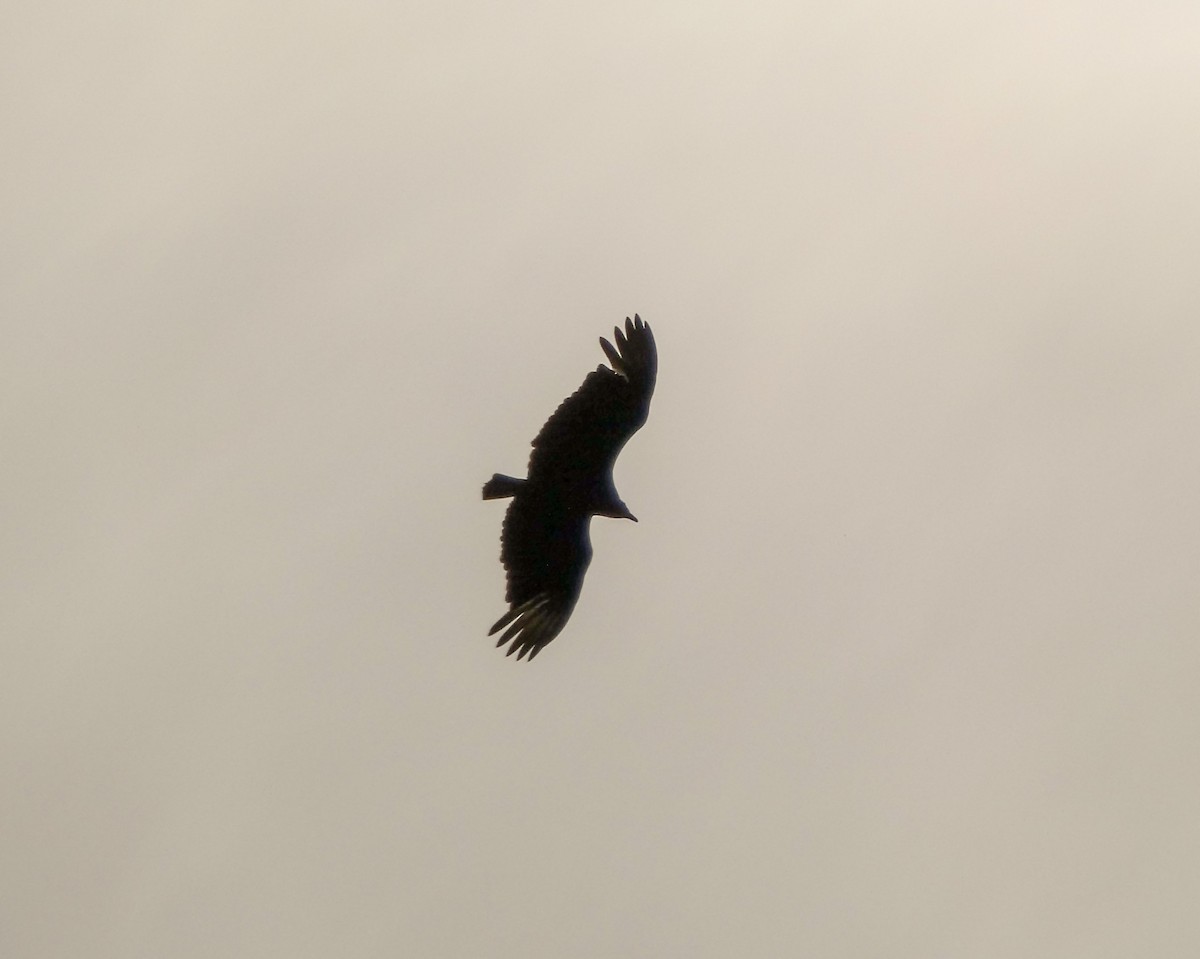 Black Vulture - ML618038804